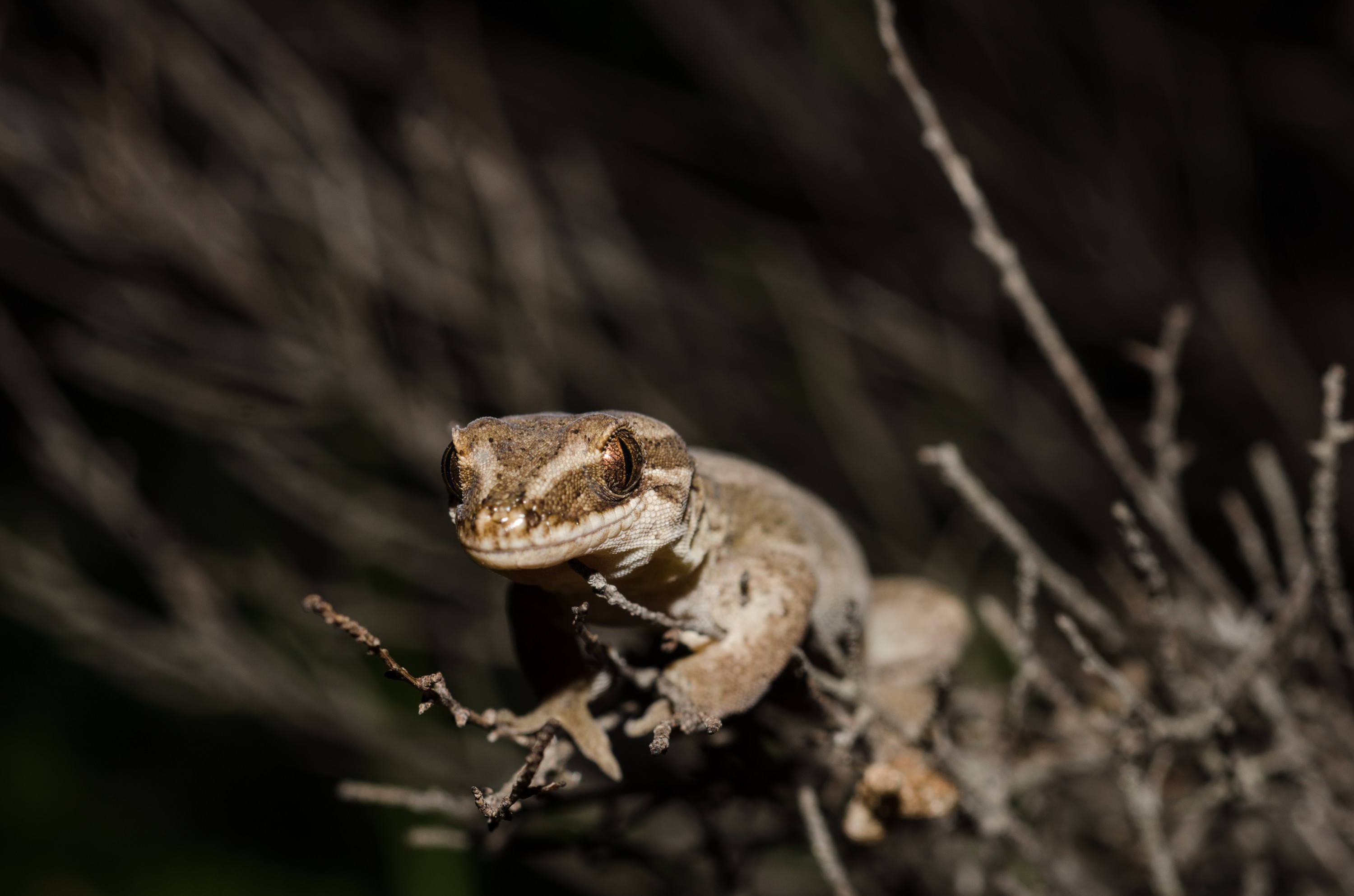 DSC_0104 – Matapia, gecko,  Dactylochnemis, Aupouri, Peninsula, Northland, unknown, lizard, Crispin, reptiles, amphibians, rare, cold, blood, new, new zealand, zealand, nz